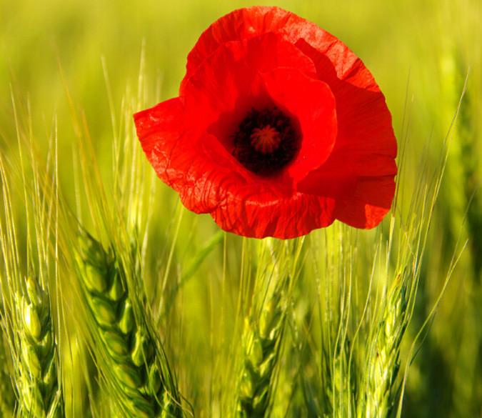 Red Flower 1 Wallpaper AJ Wallpaper 