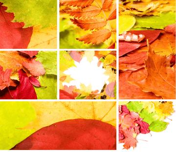 Beautiful Leaves 1 Wallpaper AJ Wallpaper 
