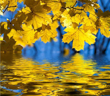 Beauty Maple Leaves Wallpaper AJ Wallpaper 