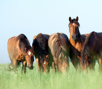 Browsing Horses Wallpaper AJ Wallpaper 