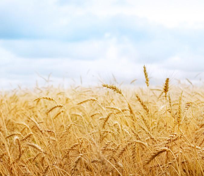 Wheat Field 1 Wallpaper AJ Wallpaper 