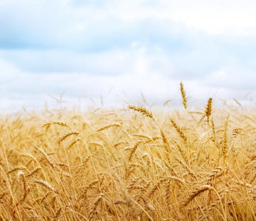 Wheat Field 1 Wallpaper AJ Wallpaper 