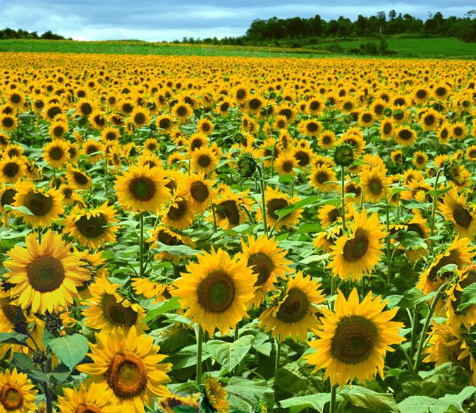 Sunflowers Field 1 Wallpaper AJ Wallpaper 