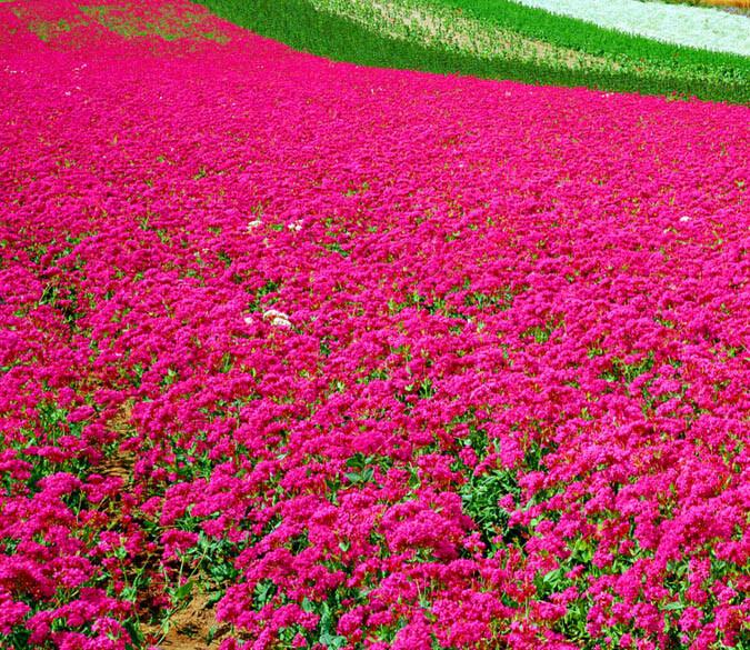 3D Red Flowers Field Floor Mural Wallpaper AJ Wallpaper 2 