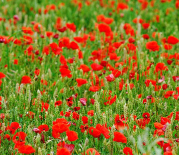 Red Flowers Field Wallpaper AJ Wallpaper 