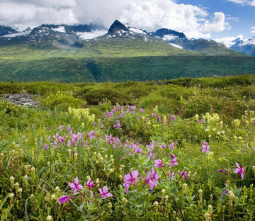 Wildflowers Field 1 Wallpaper AJ Wallpaper 