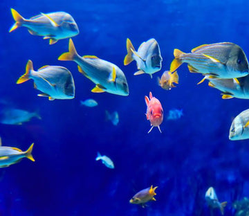 Moving Fishes Wallpaper AJ Wallpaper 