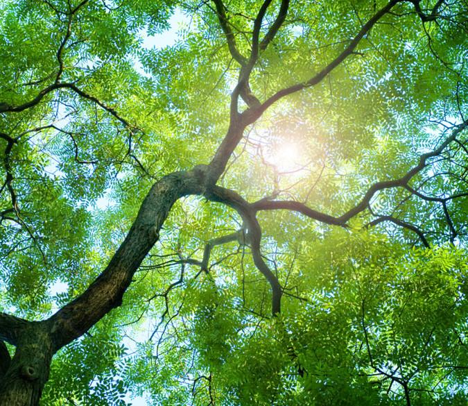 Leafy Branches Wallpaper AJ Wallpaper 