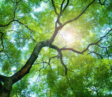 Leafy Branches Wallpaper AJ Wallpaper 