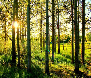 Straight Trees 1 Wallpaper AJ Wallpaper 