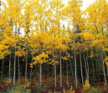 Yellow Leaves Forest Wallpaper AJ Wallpaper 