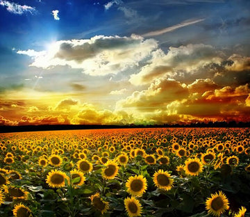 Boundless Sunflowers Field 1 Wallpaper AJ Wallpaper 
