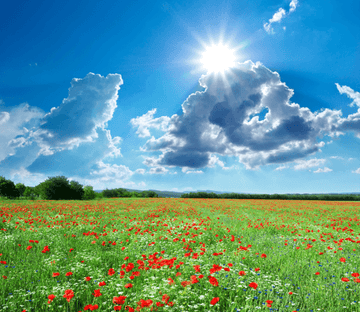 Wildflowers Field Wallpaper AJ Wallpaper 