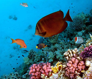 Underwater World 6 Wallpaper AJ Wallpaper 