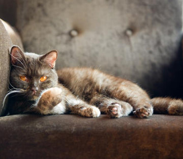 Staring Cat 1 Wallpaper AJ Wallpaper 