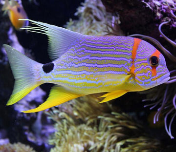 Beautiful Piebald Fish Wallpaper AJ Wallpaper 