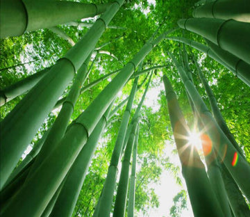 Verdant Bamboos Wallpaper AJ Wallpaper 2 
