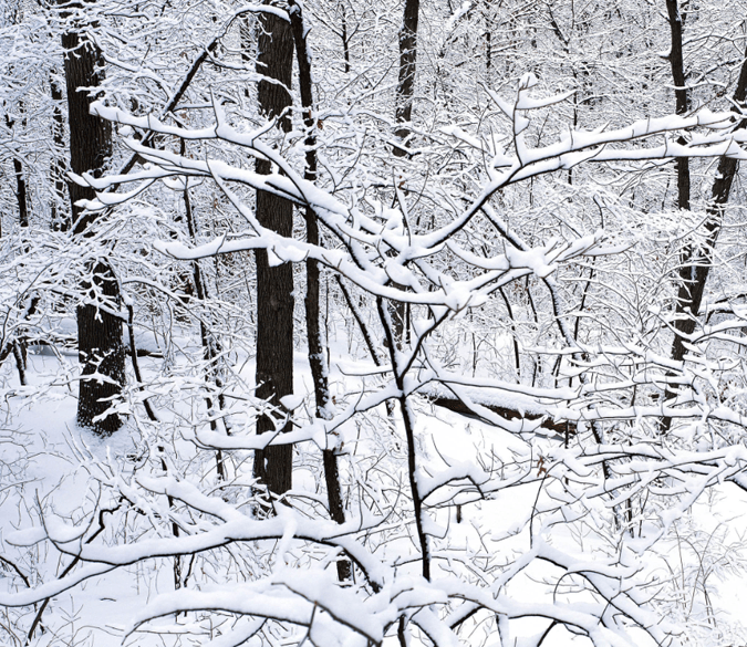 Snowcapped Forest Wallpaper AJ Wallpaper 