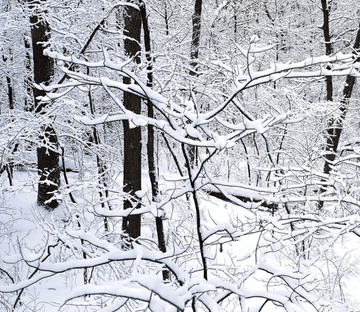 Snowcapped Forest Wallpaper AJ Wallpaper 