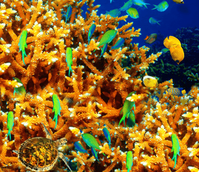 3D Orange Corals Floor Mural Wallpaper AJ Wallpaper 2 