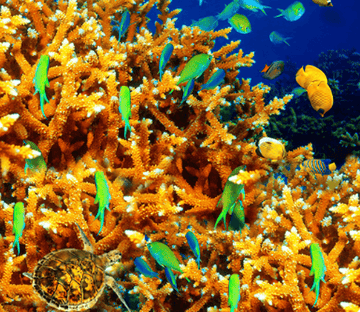 3D Orange Corals Floor Mural Wallpaper AJ Wallpaper 2 