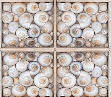 3D Sea Snails Floor Mural Wallpaper AJ Wallpaper 2 