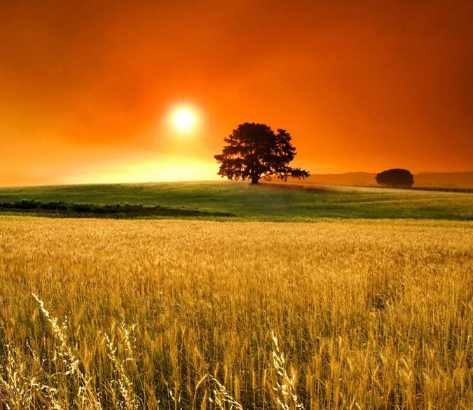 Beautiful Wheat Field Wallpaper AJ Wallpaper 