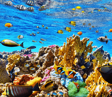 3D Bright Colorful Coral Floor Mural Wallpaper AJ Wallpaper 2 
