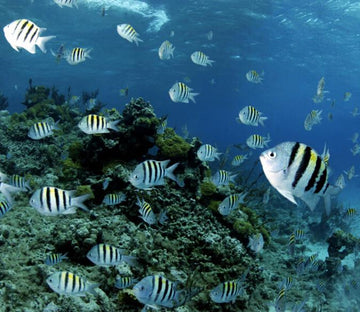 Underwater World 4 Wallpaper AJ Wallpaper 