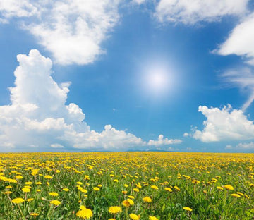 Eedless Yellow Fields Wallpaper AJ Wallpaper 