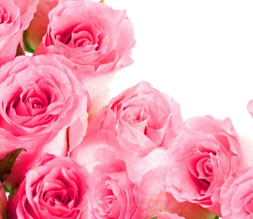 Pink Roses 5 Wallpaper AJ Wallpaper 