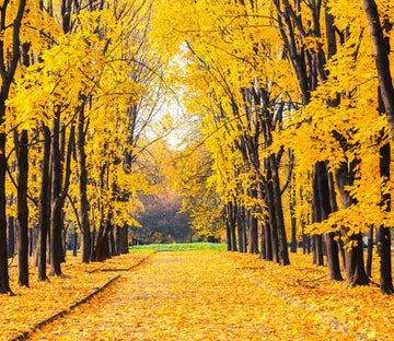 Yellow Leaves 2 Wallpaper AJ Wallpaper 