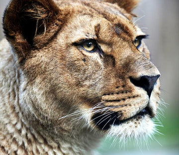 Staring Tiger Wallpaper AJ Wallpaper 