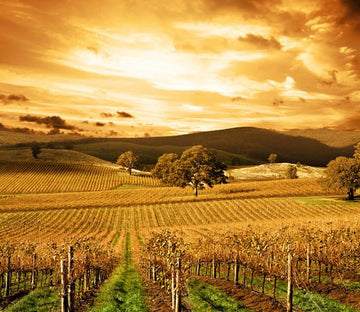 Vineyard Wallpaper AJ Wallpaper 