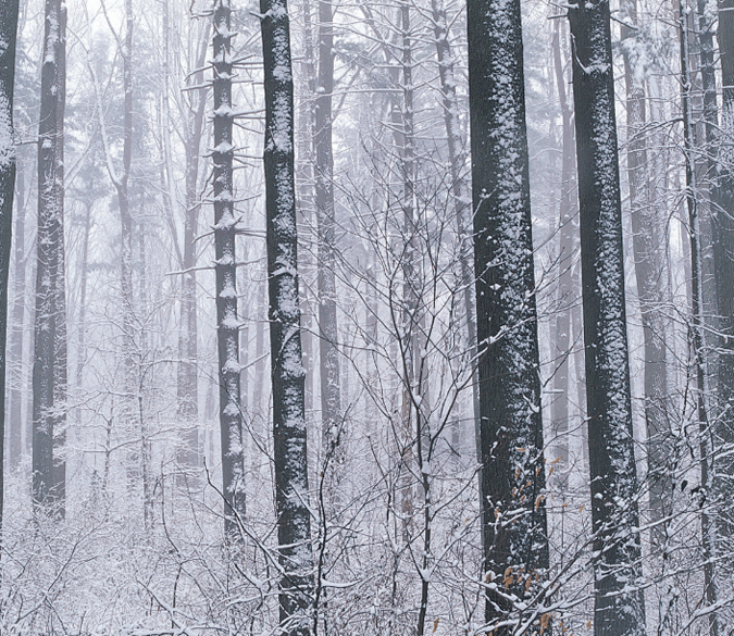 Snowy Forest 4 Wallpaper AJ Wallpaper 