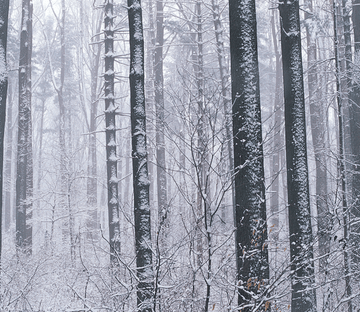 Snowy Forest 4 Wallpaper AJ Wallpaper 