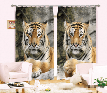 3D Funny Tigers 1024 Curtains Drapes Wallpaper AJ Wallpaper 