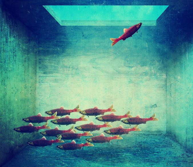 Trapped Fishes Wallpaper AJ Wallpaper 