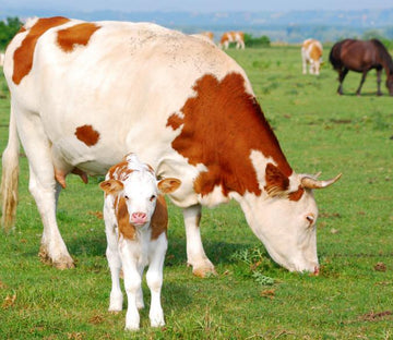 Eating Cows 1 Wallpaper AJ Wallpaper 