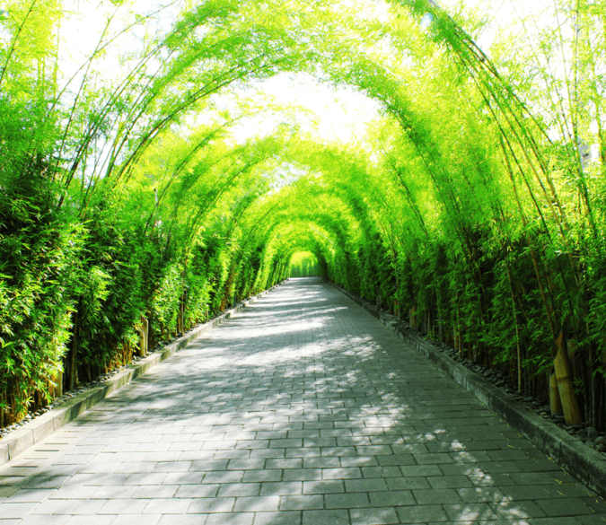 Bamboos Avenue Wallpaper AJ Wallpaper 