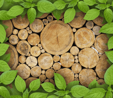 Tree Rings Wallpaper AJ Wallpaper 