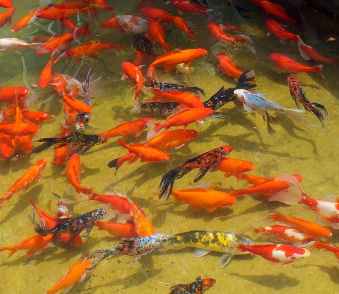 3D Moving Fish Floor Mural Wallpaper AJ Wallpaper 2 