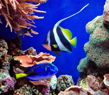 Undersea World Wallpaper AJ Wallpaper 