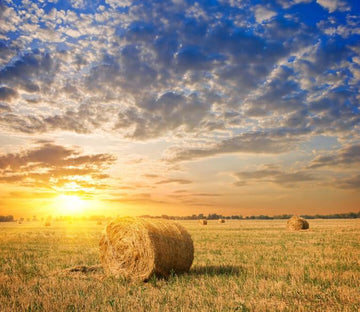 Grassland Landscape Wallpaper AJ Wallpaper 