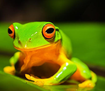 Green Frog 1 Wallpaper AJ Wallpaper 