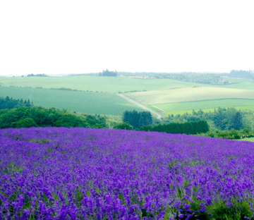 Farmland And Flowers Wallpaper AJ Wallpaper 2 