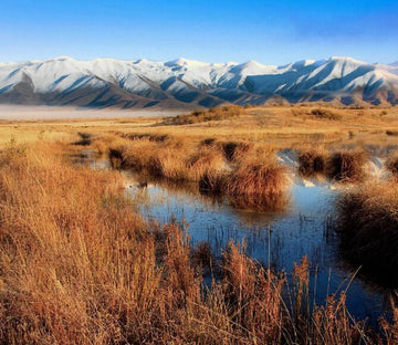 Lake Weeds Wallpaper AJ Wallpaper 