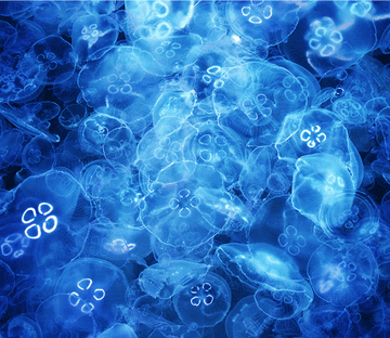 3D Transparent Creatures Floor Mural Wallpaper AJ Wallpaper 2 