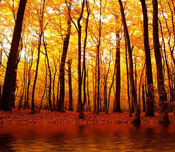 Riverside Forest 2 Wallpaper AJ Wallpaper 