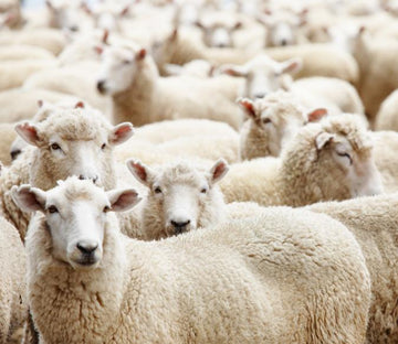 Flocks Of Sheep Wallpaper AJ Wallpaper 